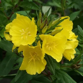 Narrow-leaf Evening Primrose - Oenothera fruticosa